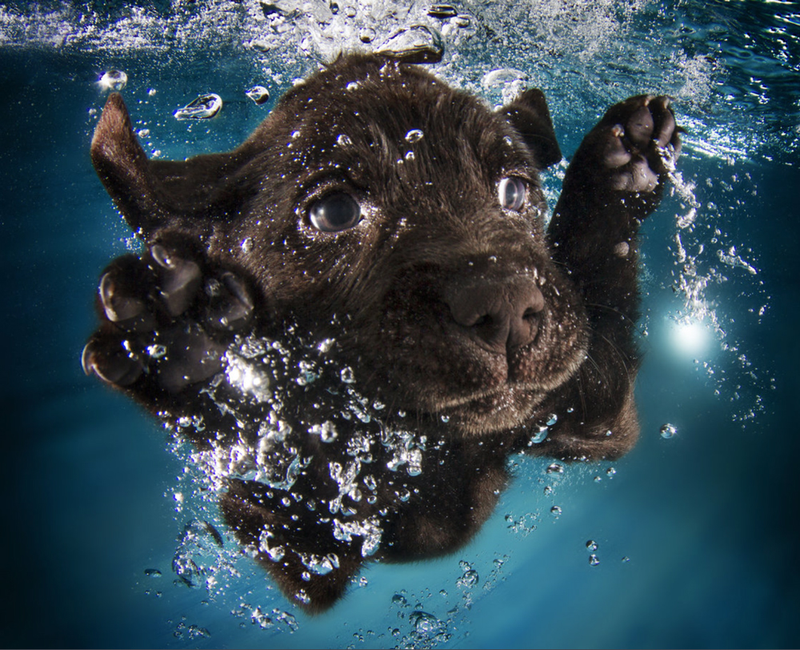 Illustration for article titled There's NOTHING cuter than these puppies swimming underwater